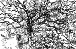 Normandie - Waldweg bei Saint-Germain-des-Vaux